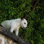 IMG_0036a_resultat