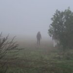 IMG_7376_resultat