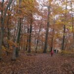 IMG_8267_resultat